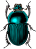 Scarab Beetle Clip Art